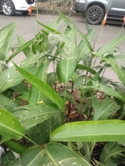 Gasteracantha cancriformis