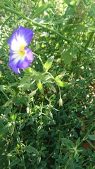 Convolvulus tricolor