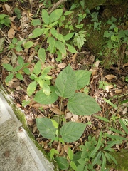 Jasminanthes mucronata