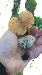 Hohenbuehelia petaloides