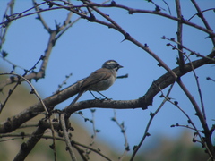Amphispiza bilineata