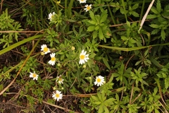 Osmitopsis osmitoides