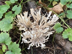 Sebacina schweinitzii