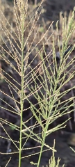 Diplachne fusca