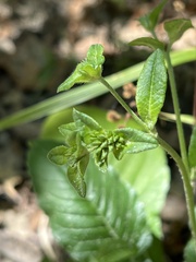 Elephantopus carolinianus