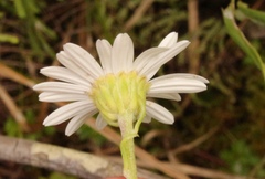 Osmitopsis osmitoides