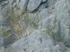 Salpinctes obsoletus