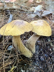Suillus tomentosus