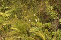 Osmitopsis osmitoides