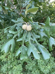 Quercus macrocarpa