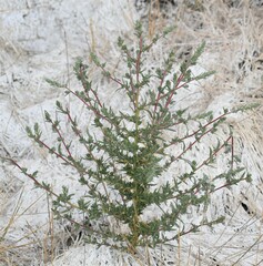 Bassia scoparia