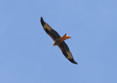 Milvus milvus