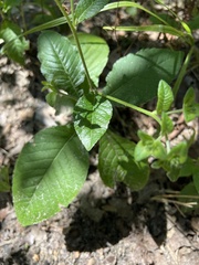 Elephantopus carolinianus