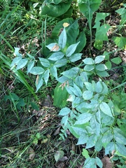 Vicia venosa baicalensis