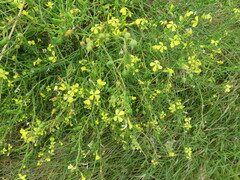 Raphanus raphanistrum