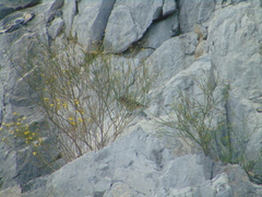 Salpinctes obsoletus