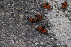 Acraea amicitiae