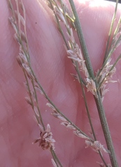 Diplachne fusca