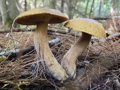 Suillus tomentosus