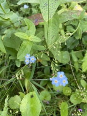Myosotis scorpioides