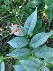 Vicia venosa baicalensis