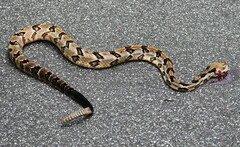 Crotalus horridus