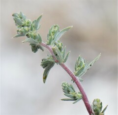 Bassia scoparia