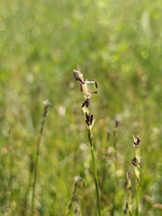 Sporobolus vaginiflorus