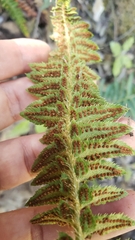 Polystichum californicum