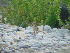 Salpinctes obsoletus