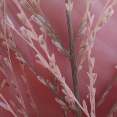 Diplachne fusca
