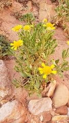 Gaillardia spathulata