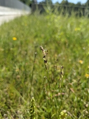 Sporobolus vaginiflorus