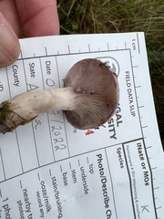 Lactarius uvidus