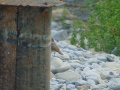 Salpinctes obsoletus