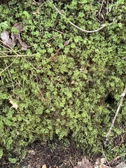 Plagiomnium cuspidatum