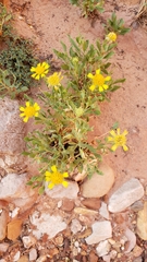 Gaillardia spathulata