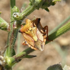 Carpocoris mediterraneus atlanticus