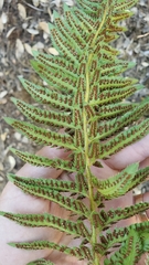Polystichum californicum