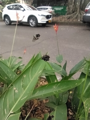 Gasteracantha cancriformis