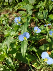 Commelina erecta