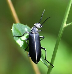 Epicauta cinerea-group