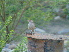 Salpinctes obsoletus