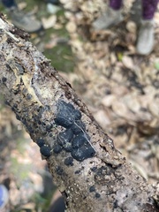 Hypoxylon fragiforme