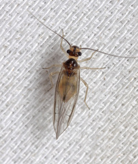 Stenopsocus lachlani