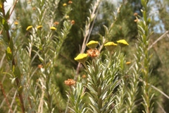 Schistostephium umbellatum