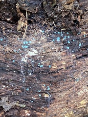 Chlorociboria aeruginascens
