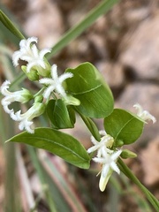 Metastelma barbigerum