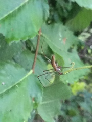 Tetragnatha laboriosa