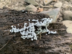 Ceratiomyxa
